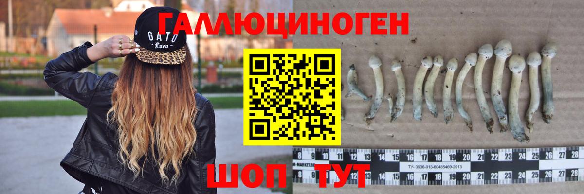 Кизилюрт  Галлюциногенные грибы Psilocybine cubensis  Вход с VPN 